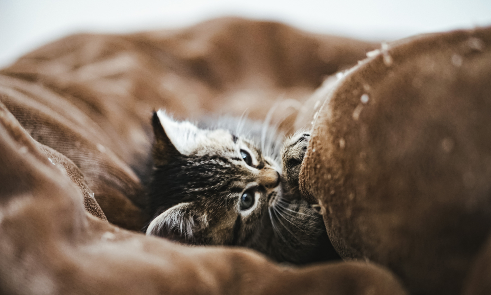 ブランケットに包まる子猫