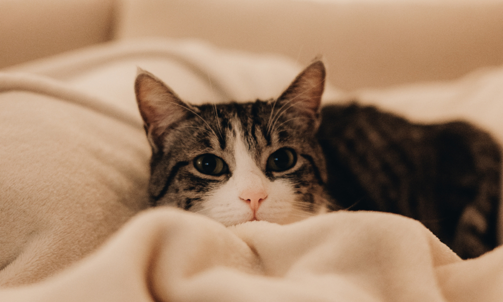 ブランケットに落ち着く猫