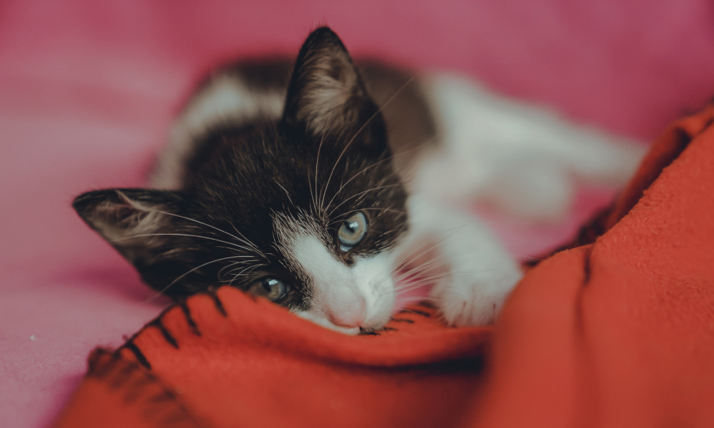 ブランケットを吸う子猫