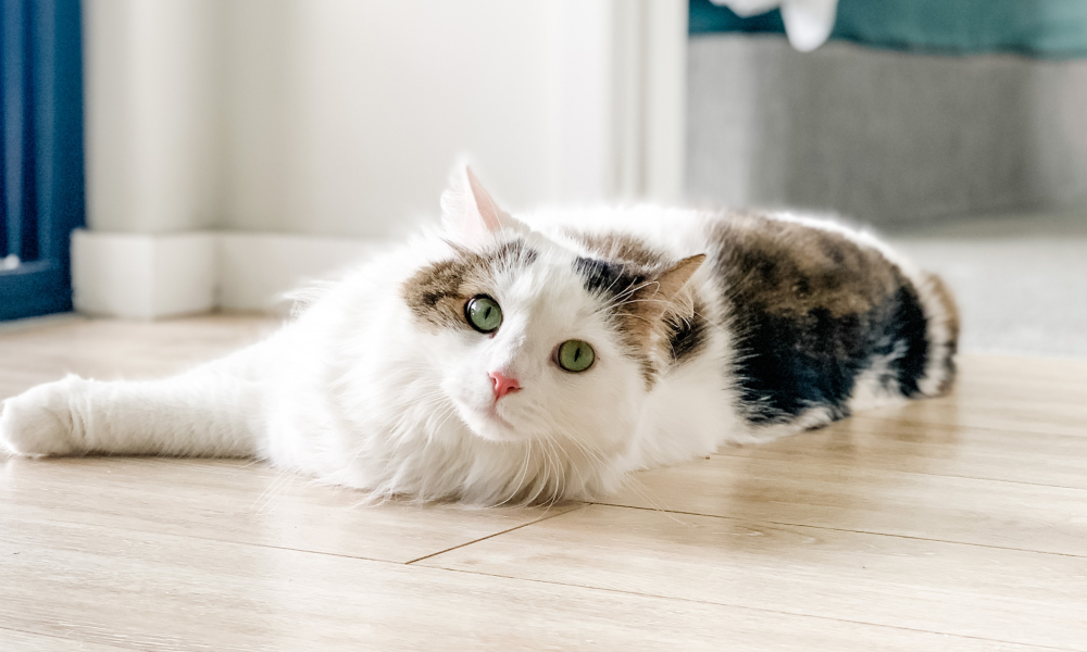 フローリングで涼む猫