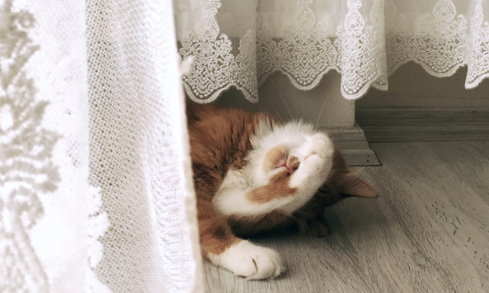 カーテンの影に隠れて寝ている猫