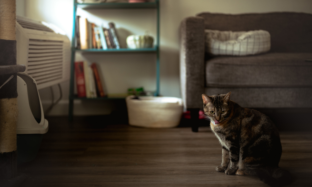 トイレが置いてある部屋と猫