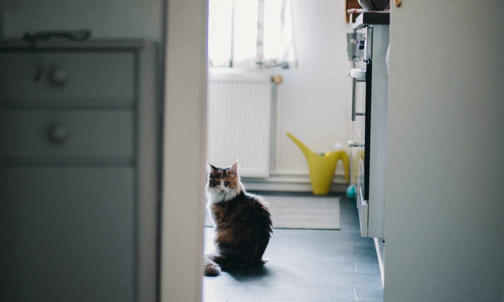 静かそうな部屋と猫