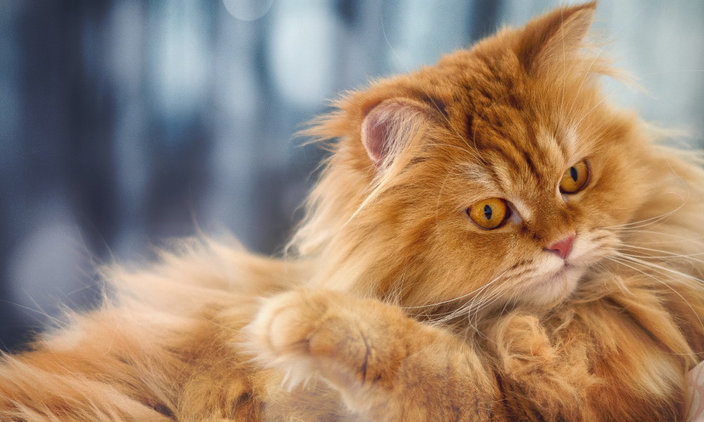 もこもこした毛並みの猫