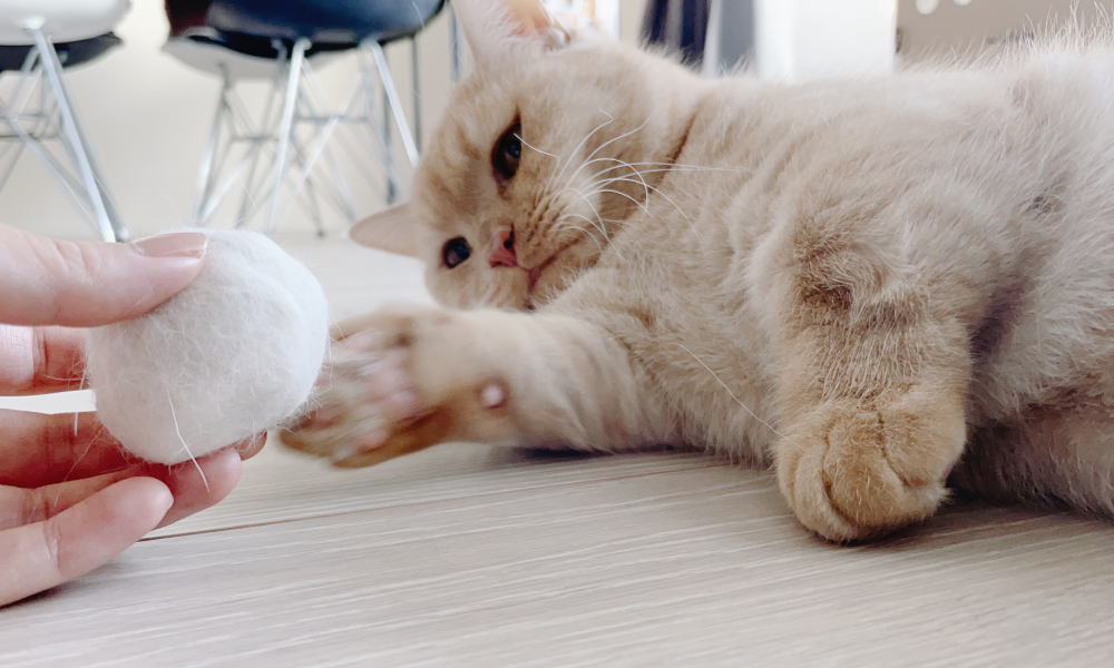 猫と抜け毛