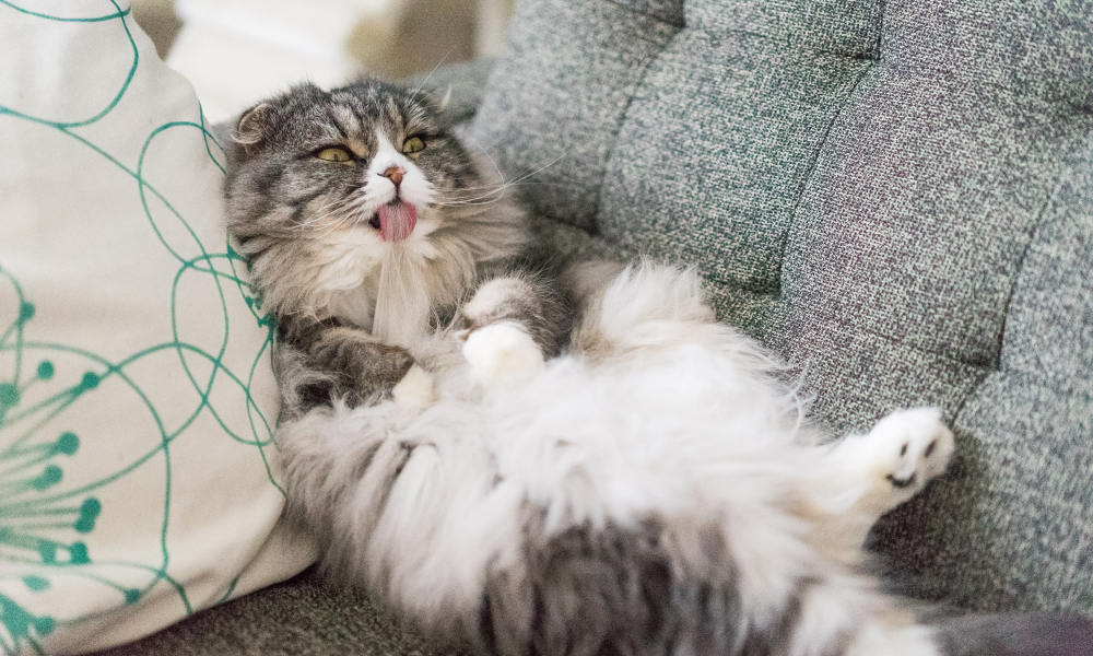 毛づくろいをする猫