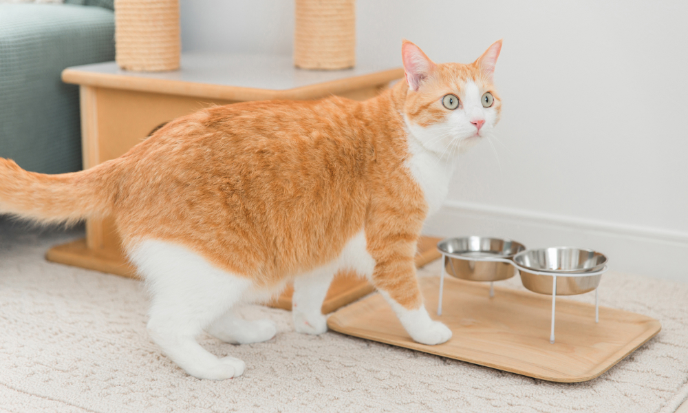 水遊び対策をされた猫