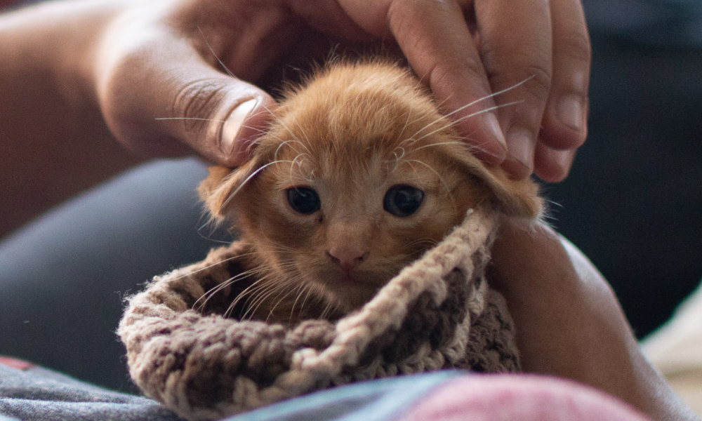 耳を触られている子猫