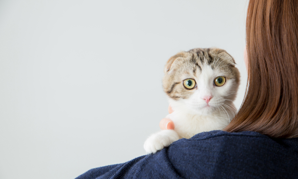 抱かれているスコティッシュフォールド