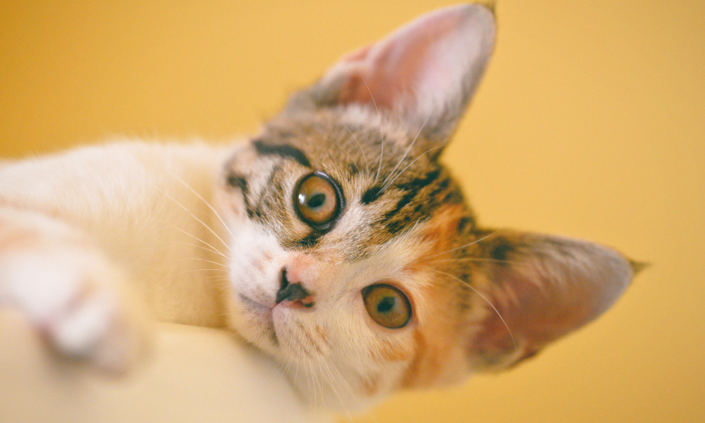 耳が大きい子猫