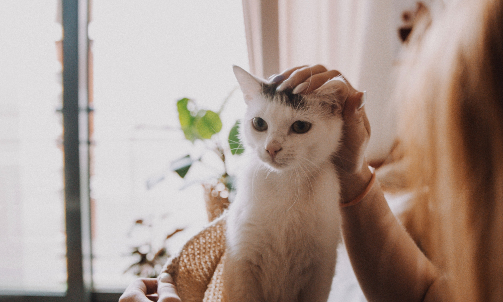 耳の周りを撫でられる子猫