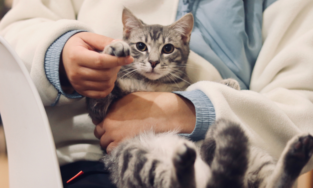 抱っこされて手を持たれている猫