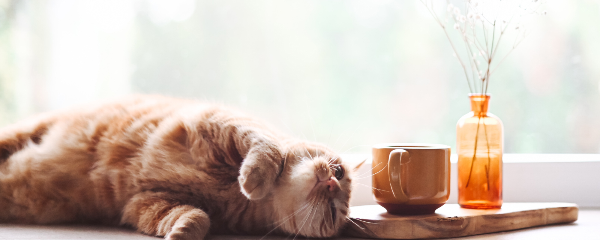 猫のいる暮らし