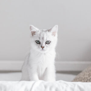 子猫を迎える前に事前準備しておくべきこと