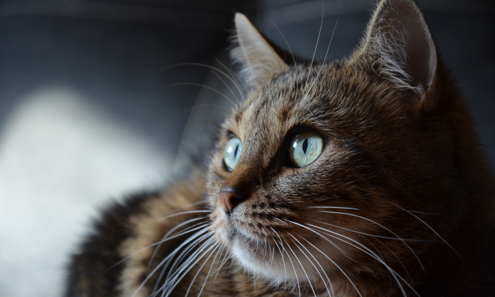 猫の目の白い膜は大丈夫？瞬膜の役割とよくある症状を解説