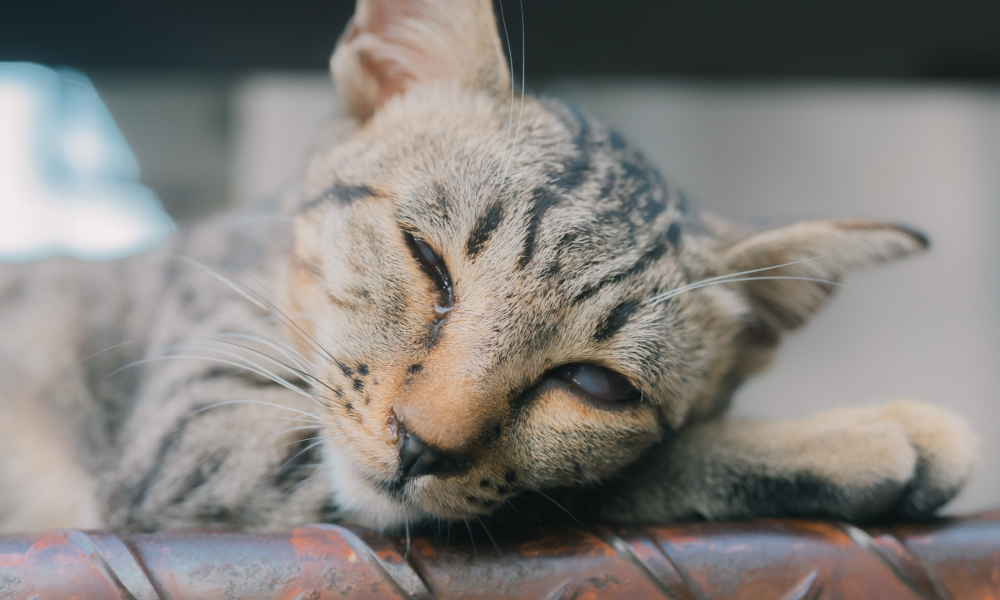 瞬膜のまま白目で寝る猫