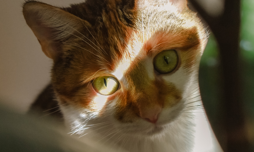 目に光が当たる猫