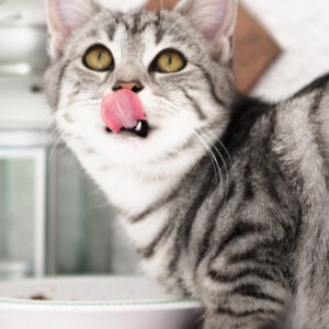 猫のご飯の変え方と食べないときの対処方法