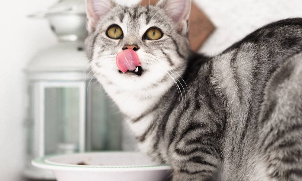 猫のご飯の変え方と食べないときの対処方法