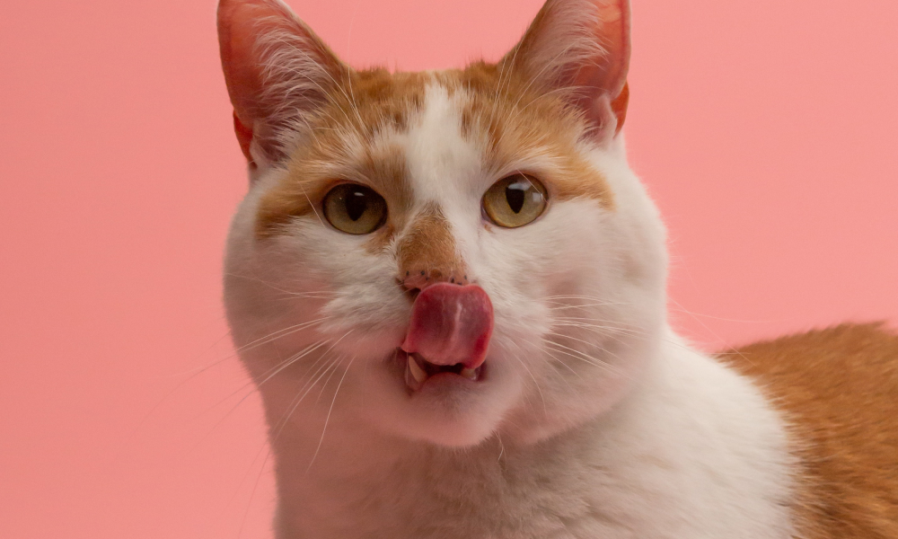 舌なめずりをする猫