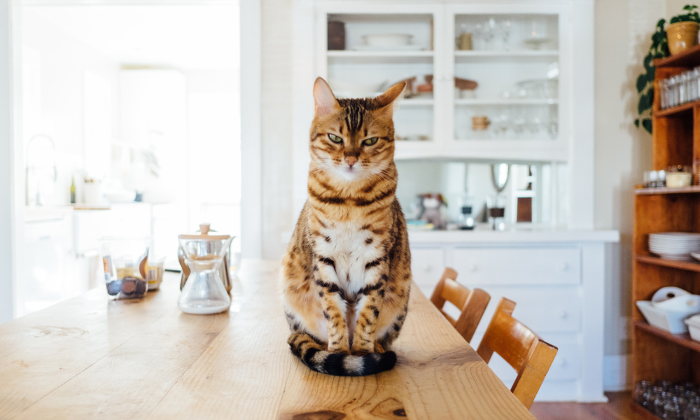 テーブルでご飯を待つ猫