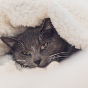 猫がウールサッキングをする原因と対策