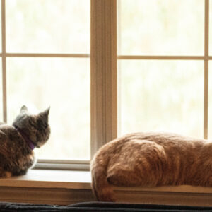 猫の暑さ対策と夏場に注意したい症状