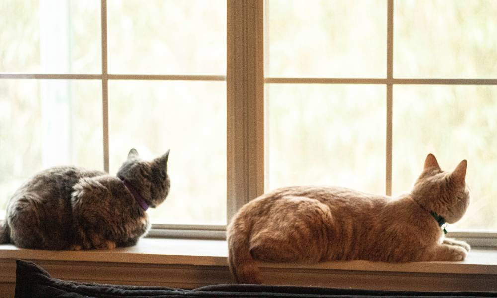 猫の暑さ対策と夏場に注意したい症状