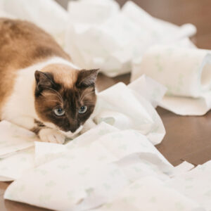 猫がトイレの猫砂で遊ぶ理由とその対策