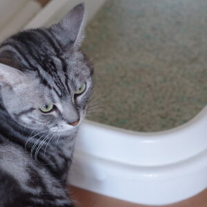 猫のトイレの選び方は？理想的な数や適切な置き場所についても解説
