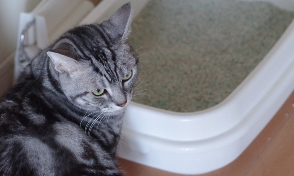 猫のトイレの選び方は？理想的な数や適切な置き場所についても解説