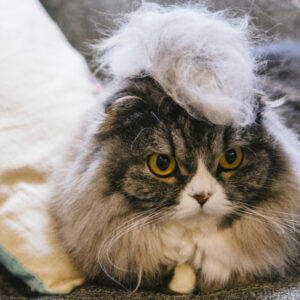 猫の抜け毛で大変！換毛期に注意したい毛球症と抜け毛の対策