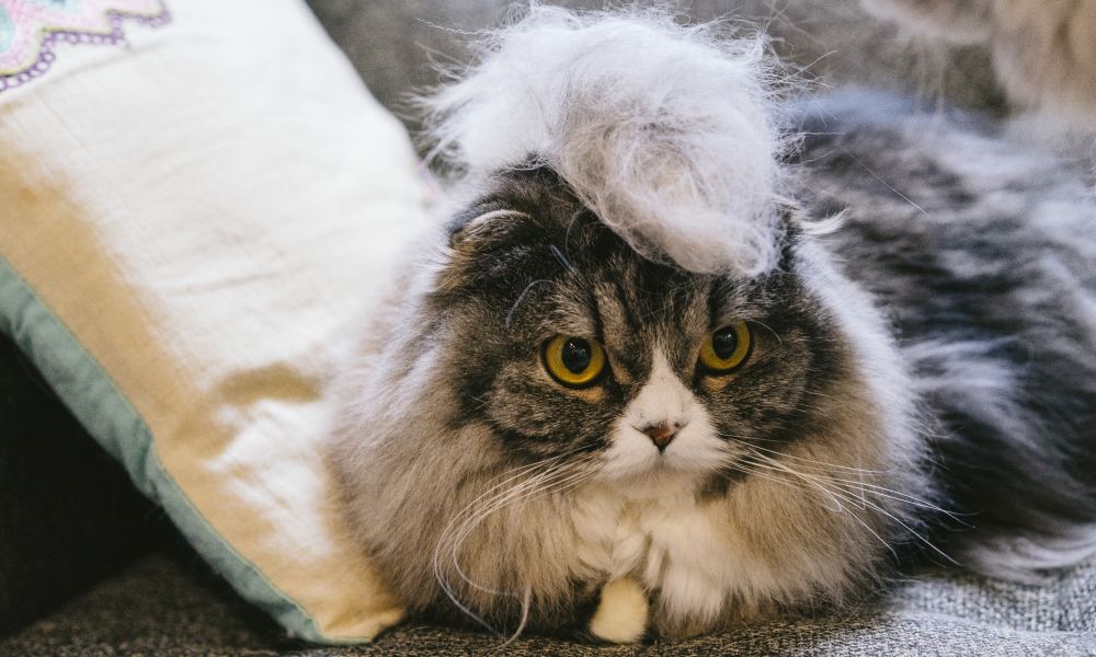 猫の抜け毛で大変！換毛期に注意したい毛球症と抜け毛の対策