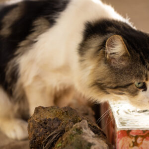 猫が水で遊ぶ理由とその対策