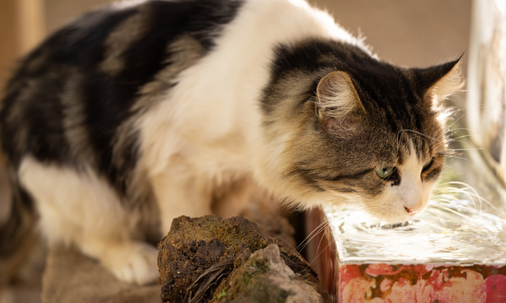 猫が水で遊ぶ理由とその対策