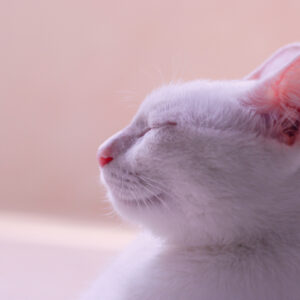 猫の耳掃除は必要？チェック頻度と正しいお手入れ方法