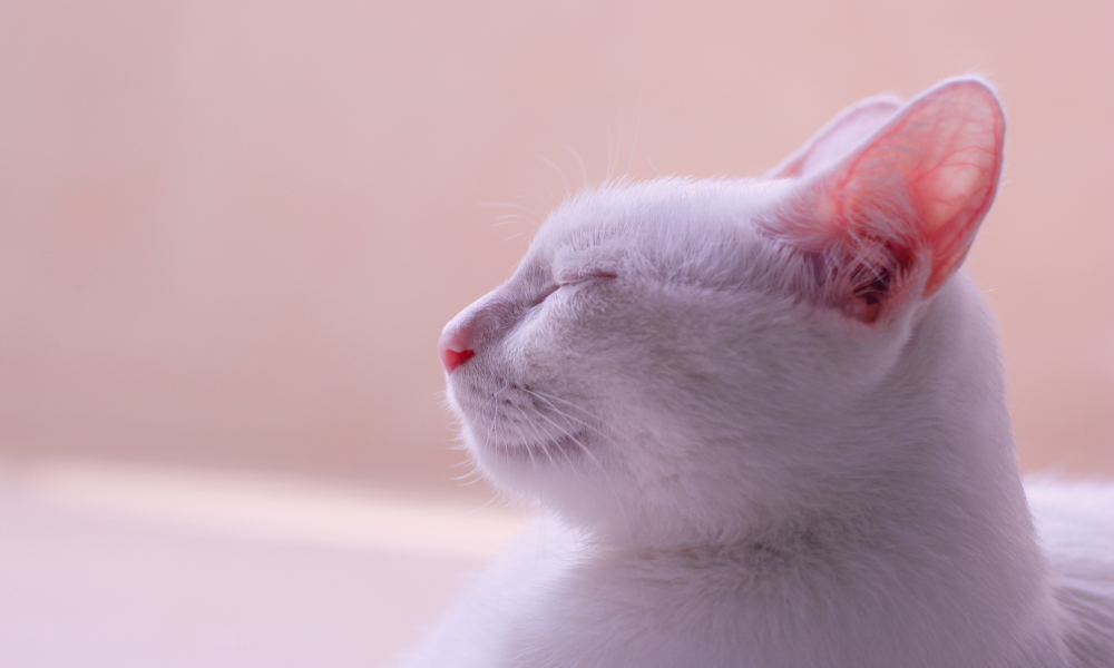 猫の耳掃除は必要？チェック頻度と正しいお手入れ方法