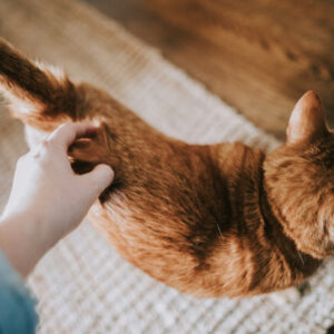 猫のお尻についたうんちの取り方とつかないための対策