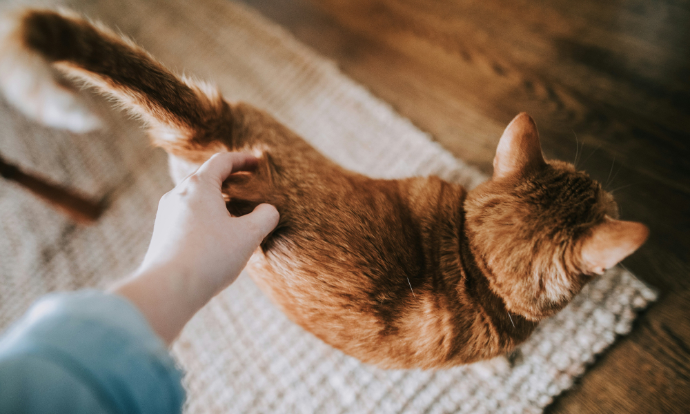 猫のお尻についたうんちの取り方とつかないための対策