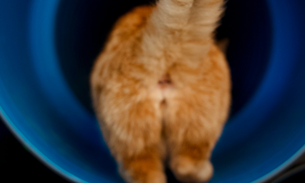 猫のお尻