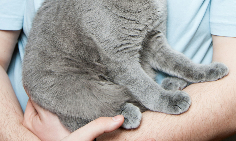 抱っこされている猫