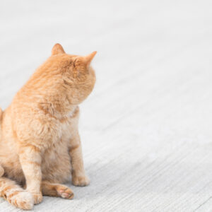 猫のお尻歩きとは？お尻歩きをする理由と対処方法