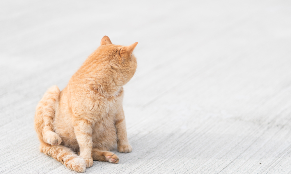 猫のお尻歩きとは？お尻歩きをする理由と対処方法