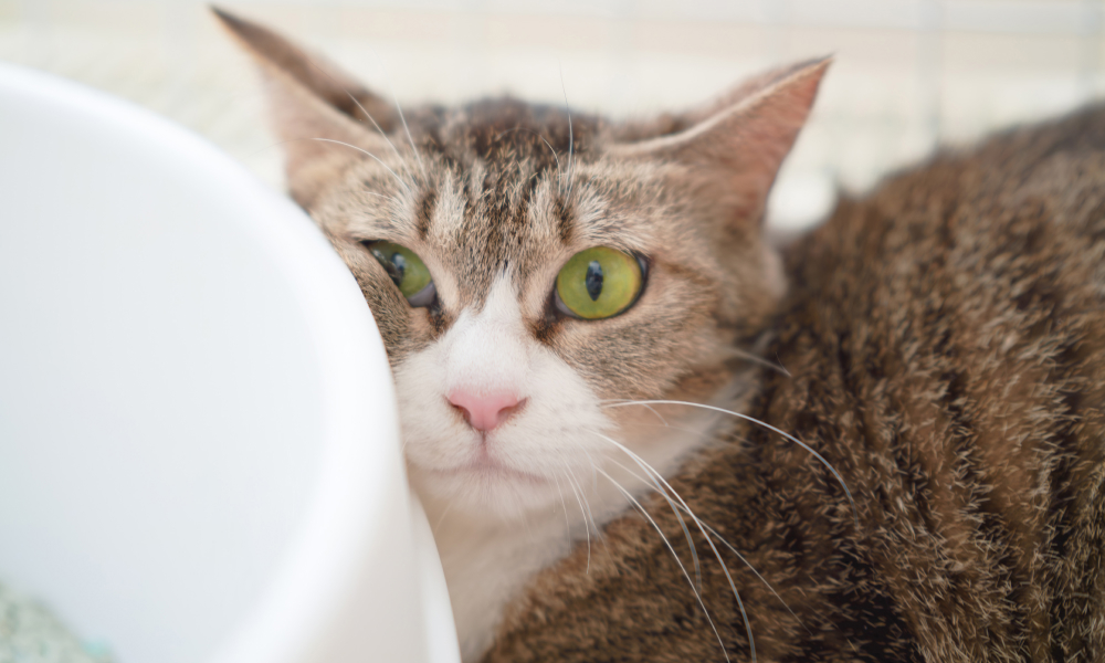 猫の肛門腺絞りは必要？見極めのサインとやり方を解説