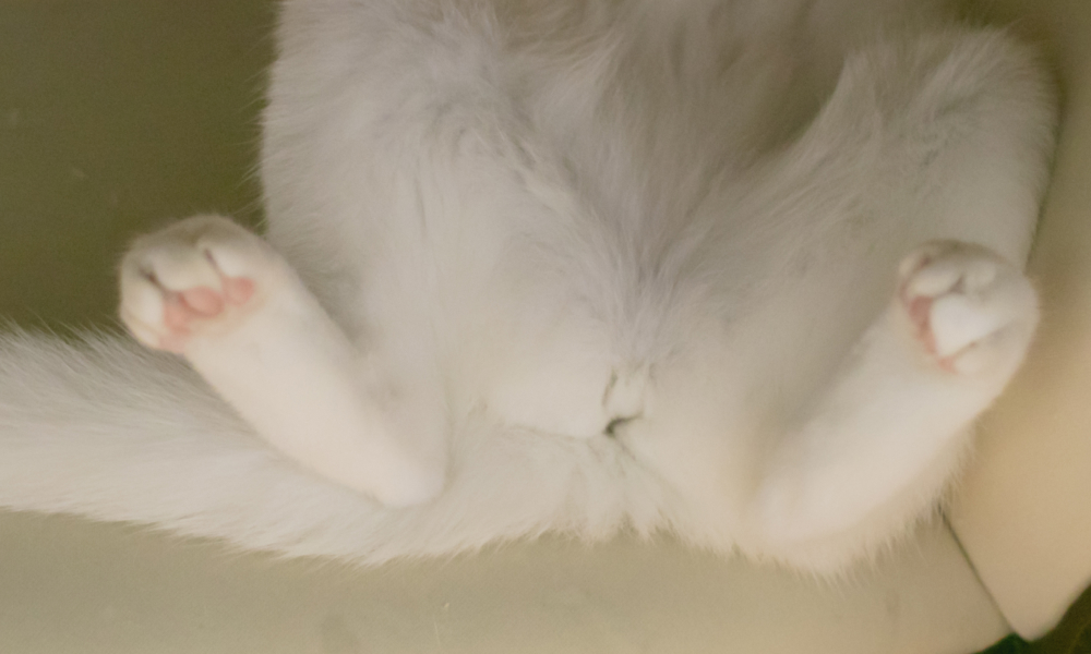 仰向けになった猫の肛門