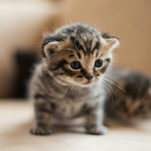 子猫のためのトイレトレーニングの仕方としつけのポイント