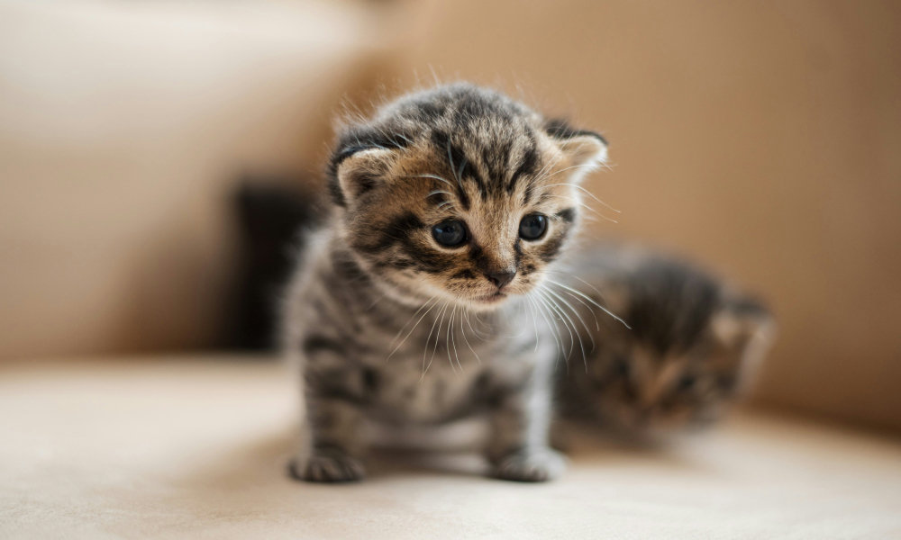 子猫のためのトイレトレーニングの仕方としつけのポイント