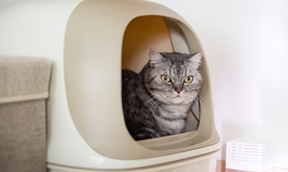 トイレから覗く猫