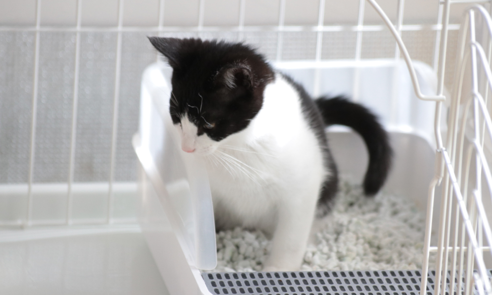 トイレに入る猫