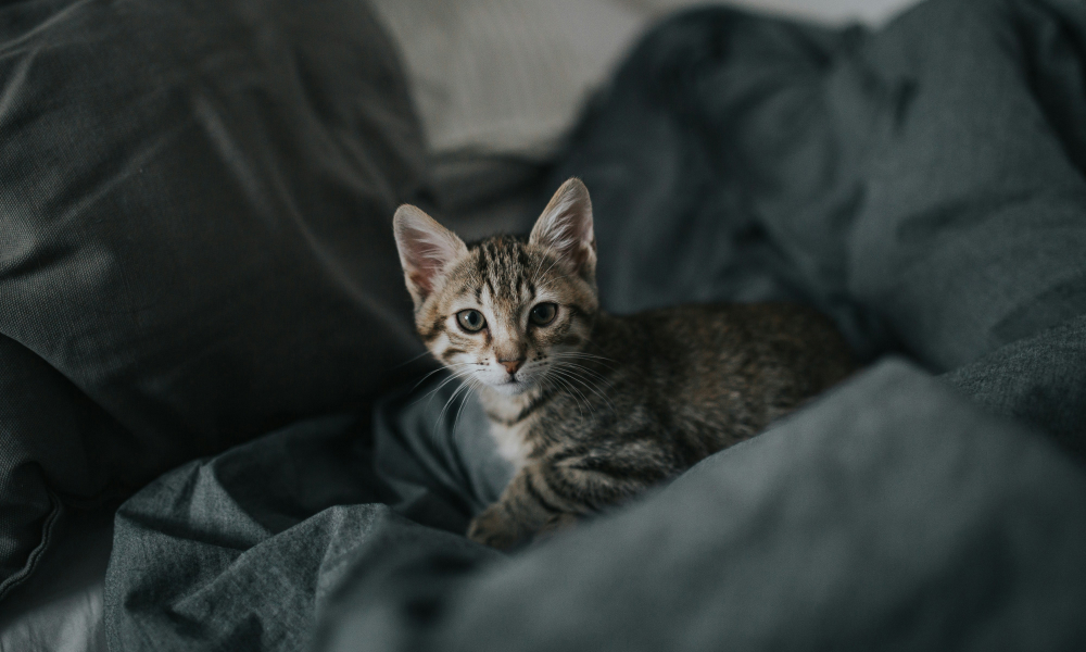 トイレを覚えられない猫